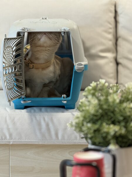 Puls Vet - Servicii medicale veterinare complete